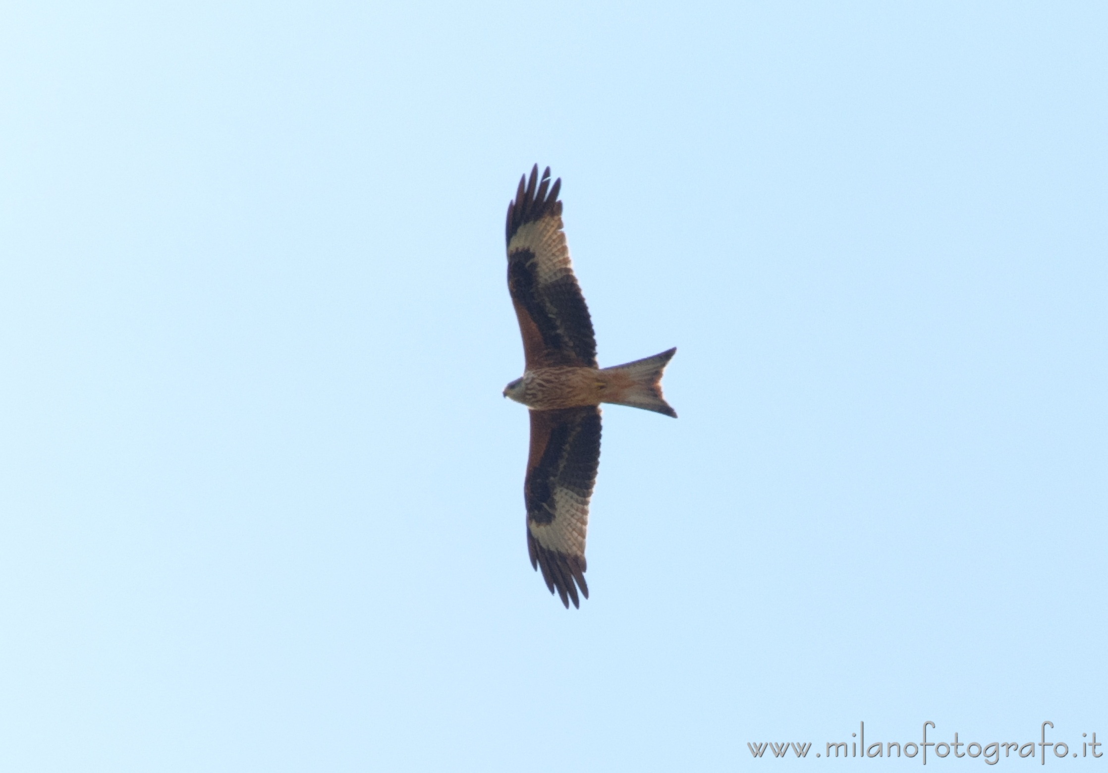 Briona (Novara, Italy) - Red kite in flight - Full resolution picture